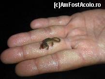 [P18]  -- <small>// FĂRĂ DESCRIERE</small> » foto by Dicomes*
 - 
<span class="allrVoted glyphicon glyphicon-heart hidden" id="av88374"></span>
<a class="m-l-10 hidden" id="sv88374" onclick="voting_Foto_DelVot(,88374,2758)" role="button">șterge vot <span class="glyphicon glyphicon-remove"></span></a>
<a id="v988374" class=" c-red"  onclick="voting_Foto_SetVot(88374)" role="button"><span class="glyphicon glyphicon-heart-empty"></span> <b>LIKE</b> = Votează poza</a> <img class="hidden"  id="f88374W9" src="/imagini/loader.gif" border="0" /><span class="AjErrMes hidden" id="e88374ErM"></span>