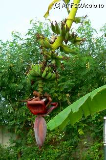 [P15] Vegetatie in gradina-banana tree » foto by simona
 - 
<span class="allrVoted glyphicon glyphicon-heart hidden" id="av93464"></span>
<a class="m-l-10 hidden" id="sv93464" onclick="voting_Foto_DelVot(,93464,16)" role="button">șterge vot <span class="glyphicon glyphicon-remove"></span></a>
<a id="v993464" class=" c-red"  onclick="voting_Foto_SetVot(93464)" role="button"><span class="glyphicon glyphicon-heart-empty"></span> <b>LIKE</b> = Votează poza</a> <img class="hidden"  id="f93464W9" src="/imagini/loader.gif" border="0" /><span class="AjErrMes hidden" id="e93464ErM"></span>