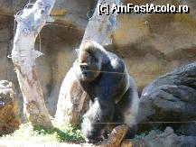 [P15] Loro parque » foto by anam
 - 
<span class="allrVoted glyphicon glyphicon-heart hidden" id="av53718"></span>
<a class="m-l-10 hidden" id="sv53718" onclick="voting_Foto_DelVot(,53718,398)" role="button">șterge vot <span class="glyphicon glyphicon-remove"></span></a>
<a id="v953718" class=" c-red"  onclick="voting_Foto_SetVot(53718)" role="button"><span class="glyphicon glyphicon-heart-empty"></span> <b>LIKE</b> = Votează poza</a> <img class="hidden"  id="f53718W9" src="/imagini/loader.gif" border="0" /><span class="AjErrMes hidden" id="e53718ErM"></span>