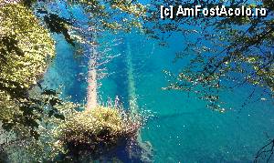 P22 [AUG-2012] Copaci pe fundul unui lac, vizibil datorită limpezimii apei. Lacurile Plitvice, Croaţia. 