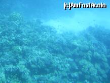 P14 [NOV-2008] Hurghada – Recif de corali in Marea Rosie.