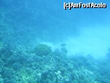 P15 [NOV-2008] Hurghada – Recif de corali in Marea Rosie.