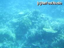 P17 [NOV-2008] Hurghada – Recif de corali in Marea Rosie.