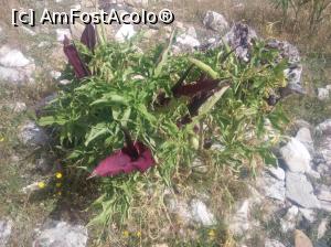 [P04] celebra floare cu miros de hoit : dracunculus vulgaris » foto by dawnsash
 - 
<span class="allrVoted glyphicon glyphicon-heart hidden" id="av788019"></span>
<a class="m-l-10 hidden" id="sv788019" onclick="voting_Foto_DelVot(,788019,460)" role="button">șterge vot <span class="glyphicon glyphicon-remove"></span></a>
<a id="v9788019" class=" c-red"  onclick="voting_Foto_SetVot(788019)" role="button"><span class="glyphicon glyphicon-heart-empty"></span> <b>LIKE</b> = Votează poza</a> <img class="hidden"  id="f788019W9" src="/imagini/loader.gif" border="0" /><span class="AjErrMes hidden" id="e788019ErM"></span>