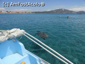 [P04] broscuta caretta, vazuta din hidrobicicleta - e mare - are diametrul de 1 m » foto by adrianaaa
 - 
<span class="allrVoted glyphicon glyphicon-heart hidden" id="av866449"></span>
<a class="m-l-10 hidden" id="sv866449" onclick="voting_Foto_DelVot(,866449,635)" role="button">șterge vot <span class="glyphicon glyphicon-remove"></span></a>
<a id="v9866449" class=" c-red"  onclick="voting_Foto_SetVot(866449)" role="button"><span class="glyphicon glyphicon-heart-empty"></span> <b>LIKE</b> = Votează poza</a> <img class="hidden"  id="f866449W9" src="/imagini/loader.gif" border="0" /><span class="AjErrMes hidden" id="e866449ErM"></span>