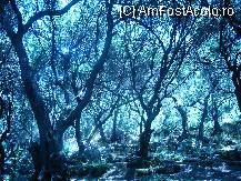 [P06] De la lacul Korission catre Agios Gordis - padure de maslini (in Corfu, maslinii sunt copaci, nu arbusti, cum ar fi normal, iar cand se coc, maslinele cad pe jos, in niste plase care sunt intinse anterior de cultivatori) » foto by andrei09
 - 
<span class="allrVoted glyphicon glyphicon-heart hidden" id="av12547"></span>
<a class="m-l-10 hidden" id="sv12547" onclick="voting_Foto_DelVot(,12547,993)" role="button">șterge vot <span class="glyphicon glyphicon-remove"></span></a>
<a id="v912547" class=" c-red"  onclick="voting_Foto_SetVot(12547)" role="button"><span class="glyphicon glyphicon-heart-empty"></span> <b>LIKE</b> = Votează poza</a> <img class="hidden"  id="f12547W9" src="/imagini/loader.gif" border="0" /><span class="AjErrMes hidden" id="e12547ErM"></span>