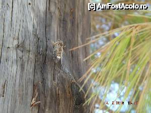 [P12] cicada, responsabila cu fondul sonor » foto by poli2808_tim
 - 
<span class="allrVoted glyphicon glyphicon-heart hidden" id="av475284"></span>
<a class="m-l-10 hidden" id="sv475284" onclick="voting_Foto_DelVot(,475284,1121)" role="button">șterge vot <span class="glyphicon glyphicon-remove"></span></a>
<a id="v9475284" class=" c-red"  onclick="voting_Foto_SetVot(475284)" role="button"><span class="glyphicon glyphicon-heart-empty"></span> <b>LIKE</b> = Votează poza</a> <img class="hidden"  id="f475284W9" src="/imagini/loader.gif" border="0" /><span class="AjErrMes hidden" id="e475284ErM"></span>