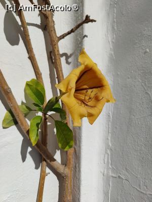 [P30] Casa-muzeu Cesar Manrique » foto by crismis
 - 
<span class="allrVoted glyphicon glyphicon-heart hidden" id="av1484018"></span>
<a class="m-l-10 hidden" id="sv1484018" onclick="voting_Foto_DelVot(,1484018,1154)" role="button">șterge vot <span class="glyphicon glyphicon-remove"></span></a>
<a id="v91484018" class=" c-red"  onclick="voting_Foto_SetVot(1484018)" role="button"><span class="glyphicon glyphicon-heart-empty"></span> <b>LIKE</b> = Votează poza</a> <img class="hidden"  id="f1484018W9" src="/imagini/loader.gif" border="0" /><span class="AjErrMes hidden" id="e1484018ErM"></span>
