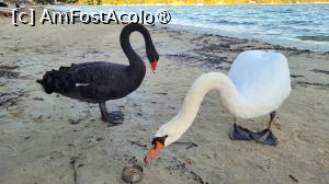 [P11] Koukounaries, Skiathos » foto by vlado2
 - 
<span class="allrVoted glyphicon glyphicon-heart hidden" id="av1520337"></span>
<a class="m-l-10 hidden" id="sv1520337" onclick="voting_Foto_DelVot(,1520337,1166)" role="button">șterge vot <span class="glyphicon glyphicon-remove"></span></a>
<a id="v91520337" class=" c-red"  onclick="voting_Foto_SetVot(1520337)" role="button"><span class="glyphicon glyphicon-heart-empty"></span> <b>LIKE</b> = Votează poza</a> <img class="hidden"  id="f1520337W9" src="/imagini/loader.gif" border="0" /><span class="AjErrMes hidden" id="e1520337ErM"></span>