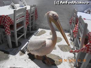 P10 [JUN-2015] Pelicanul Petros, mascota orașului, plimbându-se printre mesele restaurantului. 