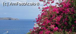 [P19] Bougainvillea de Astypalea » foto by irinad
 - 
<span class="allrVoted glyphicon glyphicon-heart hidden" id="av1484235"></span>
<a class="m-l-10 hidden" id="sv1484235" onclick="voting_Foto_DelVot(,1484235,1227)" role="button">șterge vot <span class="glyphicon glyphicon-remove"></span></a>
<a id="v91484235" class=" c-red"  onclick="voting_Foto_SetVot(1484235)" role="button"><span class="glyphicon glyphicon-heart-empty"></span> <b>LIKE</b> = Votează poza</a> <img class="hidden"  id="f1484235W9" src="/imagini/loader.gif" border="0" /><span class="AjErrMes hidden" id="e1484235ErM"></span>