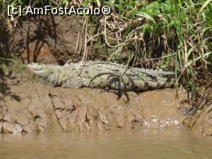 [P02] crocodilii obositi, toropiti de caldura dorm pe marginea raului Tortuguero » foto by grecudoina
 - 
<span class="allrVoted glyphicon glyphicon-heart hidden" id="av1079910"></span>
<a class="m-l-10 hidden" id="sv1079910" onclick="voting_Foto_DelVot(,1079910,1272)" role="button">șterge vot <span class="glyphicon glyphicon-remove"></span></a>
<a id="v91079910" class=" c-red"  onclick="voting_Foto_SetVot(1079910)" role="button"><span class="glyphicon glyphicon-heart-empty"></span> <b>LIKE</b> = Votează poza</a> <img class="hidden"  id="f1079910W9" src="/imagini/loader.gif" border="0" /><span class="AjErrMes hidden" id="e1079910ErM"></span>