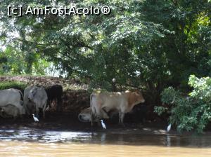 [P03] vacile si pasarile de apa stau si ele la adapost. Sunt ultimele imagini, la plecare din Tortuguero, pana la locul de unde urma sa fim preluati de autocar » foto by grecudoina
 - 
<span class="allrVoted glyphicon glyphicon-heart hidden" id="av1079911"></span>
<a class="m-l-10 hidden" id="sv1079911" onclick="voting_Foto_DelVot(,1079911,1272)" role="button">șterge vot <span class="glyphicon glyphicon-remove"></span></a>
<a id="v91079911" class=" c-red"  onclick="voting_Foto_SetVot(1079911)" role="button"><span class="glyphicon glyphicon-heart-empty"></span> <b>LIKE</b> = Votează poza</a> <img class="hidden"  id="f1079911W9" src="/imagini/loader.gif" border="0" /><span class="AjErrMes hidden" id="e1079911ErM"></span>