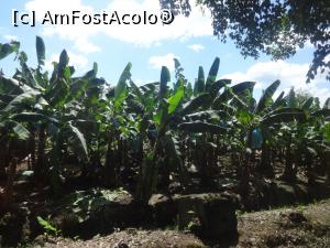 [P04] cea mai mare plantatie de banane din CR., cultura e ecologica, fructele nu sunt stropite, de aceea cand sunt aproape coapte sunt invelite in pungi, pt a le proteja de pasari » foto by grecudoina
 - 
<span class="allrVoted glyphicon glyphicon-heart hidden" id="av1079912"></span>
<a class="m-l-10 hidden" id="sv1079912" onclick="voting_Foto_DelVot(,1079912,1272)" role="button">șterge vot <span class="glyphicon glyphicon-remove"></span></a>
<a id="v91079912" class=" c-red"  onclick="voting_Foto_SetVot(1079912)" role="button"><span class="glyphicon glyphicon-heart-empty"></span> <b>LIKE</b> = Votează poza</a> <img class="hidden"  id="f1079912W9" src="/imagini/loader.gif" border="0" /><span class="AjErrMes hidden" id="e1079912ErM"></span>