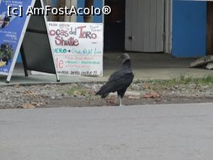 [P05] peste drum de terasa unde eram instalata, o pasare Fanate studia preturile si orarul, pentru transport la Plaja Boca Del Toro, Panama, la granita cu Costa Rica » foto by grecudoina
 - 
<span class="allrVoted glyphicon glyphicon-heart hidden" id="av1080646"></span>
<a class="m-l-10 hidden" id="sv1080646" onclick="voting_Foto_DelVot(,1080646,1272)" role="button">șterge vot <span class="glyphicon glyphicon-remove"></span></a>
<a id="v91080646" class=" c-red"  onclick="voting_Foto_SetVot(1080646)" role="button"><span class="glyphicon glyphicon-heart-empty"></span> <b>LIKE</b> = Votează poza</a> <img class="hidden"  id="f1080646W9" src="/imagini/loader.gif" border="0" /><span class="AjErrMes hidden" id="e1080646ErM"></span>