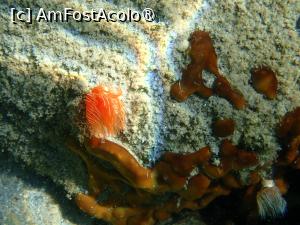 [P14] Plaja Saint Andreas, anemone de mare » foto by Dragoș_MD
 - 
<span class="allrVoted glyphicon glyphicon-heart hidden" id="av1468996"></span>
<a class="m-l-10 hidden" id="sv1468996" onclick="voting_Foto_DelVot(,1468996,1423)" role="button">șterge vot <span class="glyphicon glyphicon-remove"></span></a>
<a id="v91468996" class=" c-red"  onclick="voting_Foto_SetVot(1468996)" role="button"><span class="glyphicon glyphicon-heart-empty"></span> <b>LIKE</b> = Votează poza</a> <img class="hidden"  id="f1468996W9" src="/imagini/loader.gif" border="0" /><span class="AjErrMes hidden" id="e1468996ErM"></span>