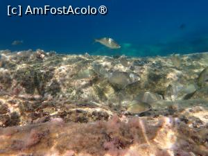 [P55] Sykia beach, snorkeling » foto by Dragoș_MD
 - 
<span class="allrVoted glyphicon glyphicon-heart hidden" id="av1469552"></span>
<a class="m-l-10 hidden" id="sv1469552" onclick="voting_Foto_DelVot(,1469552,1423)" role="button">șterge vot <span class="glyphicon glyphicon-remove"></span></a>
<a id="v91469552" class=" c-red"  onclick="voting_Foto_SetVot(1469552)" role="button"><span class="glyphicon glyphicon-heart-empty"></span> <b>LIKE</b> = Votează poza</a> <img class="hidden"  id="f1469552W9" src="/imagini/loader.gif" border="0" /><span class="AjErrMes hidden" id="e1469552ErM"></span>