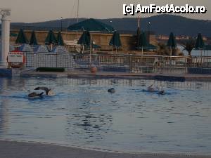 [P40] Marina Royal Palace - se pare că piscina nu avea îndeajuns clor dacă le plăcea pescărușilor » foto by nicole33
 - 
<span class="allrVoted glyphicon glyphicon-heart hidden" id="av455789"></span>
<a class="m-l-10 hidden" id="sv455789" onclick="voting_Foto_DelVot(,455789,1618)" role="button">șterge vot <span class="glyphicon glyphicon-remove"></span></a>
<a id="v9455789" class=" c-red"  onclick="voting_Foto_SetVot(455789)" role="button"><span class="glyphicon glyphicon-heart-empty"></span> <b>LIKE</b> = Votează poza</a> <img class="hidden"  id="f455789W9" src="/imagini/loader.gif" border="0" /><span class="AjErrMes hidden" id="e455789ErM"></span>