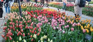 [P29] Keukenhof, Pavilionul Willem-Alexander, imens cu superbe lalele » foto by mprofeanu
 - 
<span class="allrVoted glyphicon glyphicon-heart hidden" id="av1479588"></span>
<a class="m-l-10 hidden" id="sv1479588" onclick="voting_Foto_DelVot(,1479588,1639)" role="button">șterge vot <span class="glyphicon glyphicon-remove"></span></a>
<a id="v91479588" class=" c-red"  onclick="voting_Foto_SetVot(1479588)" role="button"><span class="glyphicon glyphicon-heart-empty"></span> <b>LIKE</b> = Votează poza</a> <img class="hidden"  id="f1479588W9" src="/imagini/loader.gif" border="0" /><span class="AjErrMes hidden" id="e1479588ErM"></span>