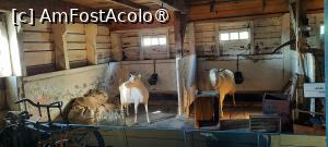 [P14] Zaanse Schans, Ferma de brânzeturi „Catharina”, Henri și Animalele lui » foto by mprofeanu
 - 
<span class="allrVoted glyphicon glyphicon-heart hidden" id="av1515067"></span>
<a class="m-l-10 hidden" id="sv1515067" onclick="voting_Foto_DelVot(,1515067,1639)" role="button">șterge vot <span class="glyphicon glyphicon-remove"></span></a>
<a id="v91515067" class=" c-red"  onclick="voting_Foto_SetVot(1515067)" role="button"><span class="glyphicon glyphicon-heart-empty"></span> <b>LIKE</b> = Votează poza</a> <img class="hidden"  id="f1515067W9" src="/imagini/loader.gif" border="0" /><span class="AjErrMes hidden" id="e1515067ErM"></span>