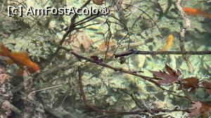 [P43] Cascadele Fonissa » foto by Mika
 - 
<span class="allrVoted glyphicon glyphicon-heart hidden" id="av1540261"></span>
<a class="m-l-10 hidden" id="sv1540261" onclick="voting_Foto_DelVot(,1540261,1748)" role="button">șterge vot <span class="glyphicon glyphicon-remove"></span></a>
<a id="v91540261" class=" c-red"  onclick="voting_Foto_SetVot(1540261)" role="button"><span class="glyphicon glyphicon-heart-empty"></span> <b>LIKE</b> = Votează poza</a> <img class="hidden"  id="f1540261W9" src="/imagini/loader.gif" border="0" /><span class="AjErrMes hidden" id="e1540261ErM"></span>
