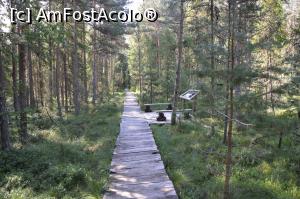 P18 [JUL-2018] Pădure de molizi în Tinovul Poiana Stampei, jud. Suceava. 