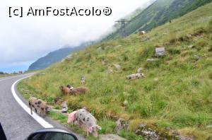 [P48] DN7C, Transfăgărășan - ăștia tocmai aterizaseră; nu aveau liber la zbor din cauza ceții » foto by Dragoș_MD
 - 
<span class="allrVoted glyphicon glyphicon-heart hidden" id="av817871"></span>
<a class="m-l-10 hidden" id="sv817871" onclick="voting_Foto_DelVot(,817871,1790)" role="button">șterge vot <span class="glyphicon glyphicon-remove"></span></a>
<a id="v9817871" class=" c-red"  onclick="voting_Foto_SetVot(817871)" role="button"><span class="glyphicon glyphicon-heart-empty"></span> <b>LIKE</b> = Votează poza</a> <img class="hidden"  id="f817871W9" src="/imagini/loader.gif" border="0" /><span class="AjErrMes hidden" id="e817871ErM"></span>