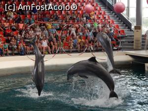 [P34] In sfarsit s-a 'invrednicit' si al 3-lea delfin sa participe (dar a sarit pe sub cercuri)  » foto by myk007
 - 
<span class="allrVoted glyphicon glyphicon-heart hidden" id="av781195"></span>
<a class="m-l-10 hidden" id="sv781195" onclick="voting_Foto_DelVot(,781195,1831)" role="button">șterge vot <span class="glyphicon glyphicon-remove"></span></a>
<a id="v9781195" class=" c-red"  onclick="voting_Foto_SetVot(781195)" role="button"><span class="glyphicon glyphicon-heart-empty"></span> <b>LIKE</b> = Votează poza</a> <img class="hidden"  id="f781195W9" src="/imagini/loader.gif" border="0" /><span class="AjErrMes hidden" id="e781195ErM"></span>