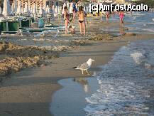 [P11] Un pescarus dezorientat dupa plecarea romanilor de pe plaja...glumesc :-) » foto by lucianaalex
 - 
<span class="allrVoted glyphicon glyphicon-heart hidden" id="av125162"></span>
<a class="m-l-10 hidden" id="sv125162" onclick="voting_Foto_DelVot(,125162,1946)" role="button">șterge vot <span class="glyphicon glyphicon-remove"></span></a>
<a id="v9125162" class=" c-red"  onclick="voting_Foto_SetVot(125162)" role="button"><span class="glyphicon glyphicon-heart-empty"></span> <b>LIKE</b> = Votează poza</a> <img class="hidden"  id="f125162W9" src="/imagini/loader.gif" border="0" /><span class="AjErrMes hidden" id="e125162ErM"></span>