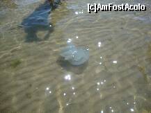 [P12] Meduza cat capul unui om... » foto by lucianaalex
 - 
<span class="allrVoted glyphicon glyphicon-heart hidden" id="av125163"></span>
<a class="m-l-10 hidden" id="sv125163" onclick="voting_Foto_DelVot(,125163,1946)" role="button">șterge vot <span class="glyphicon glyphicon-remove"></span></a>
<a id="v9125163" class=" c-red"  onclick="voting_Foto_SetVot(125163)" role="button"><span class="glyphicon glyphicon-heart-empty"></span> <b>LIKE</b> = Votează poza</a> <img class="hidden"  id="f125163W9" src="/imagini/loader.gif" border="0" /><span class="AjErrMes hidden" id="e125163ErM"></span>