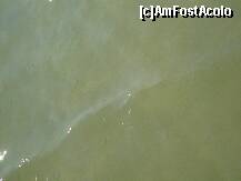 [P13] Pestisorii care se vedeau in mare foarte aproape de mal » foto by lucianaalex
 - 
<span class="allrVoted glyphicon glyphicon-heart hidden" id="av125164"></span>
<a class="m-l-10 hidden" id="sv125164" onclick="voting_Foto_DelVot(,125164,1946)" role="button">șterge vot <span class="glyphicon glyphicon-remove"></span></a>
<a id="v9125164" class=" c-red"  onclick="voting_Foto_SetVot(125164)" role="button"><span class="glyphicon glyphicon-heart-empty"></span> <b>LIKE</b> = Votează poza</a> <img class="hidden"  id="f125164W9" src="/imagini/loader.gif" border="0" /><span class="AjErrMes hidden" id="e125164ErM"></span>