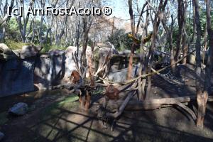 [P29] Zoo Barcelona » foto by paulcta
 - 
<span class="allrVoted glyphicon glyphicon-heart hidden" id="av817027"></span>
<a class="m-l-10 hidden" id="sv817027" onclick="voting_Foto_DelVot(,817027,1999)" role="button">șterge vot <span class="glyphicon glyphicon-remove"></span></a>
<a id="v9817027" class=" c-red"  onclick="voting_Foto_SetVot(817027)" role="button"><span class="glyphicon glyphicon-heart-empty"></span> <b>LIKE</b> = Votează poza</a> <img class="hidden"  id="f817027W9" src="/imagini/loader.gif" border="0" /><span class="AjErrMes hidden" id="e817027ErM"></span>