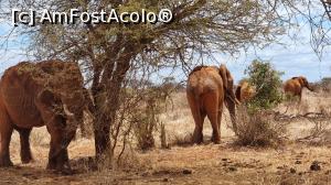 P03 [JUL-2021] elefanții africani