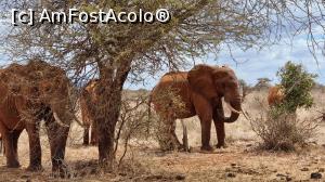 P04 [JUL-2021] elefanții africani
