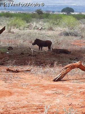 [P18] prin Tsavo Est » foto by nela b
 - 
<span class="allrVoted glyphicon glyphicon-heart hidden" id="av1515234"></span>
<a class="m-l-10 hidden" id="sv1515234" onclick="voting_Foto_DelVot(,1515234,2009)" role="button">șterge vot <span class="glyphicon glyphicon-remove"></span></a>
<a id="v91515234" class=" c-red"  onclick="voting_Foto_SetVot(1515234)" role="button"><span class="glyphicon glyphicon-heart-empty"></span> <b>LIKE</b> = Votează poza</a> <img class="hidden"  id="f1515234W9" src="/imagini/loader.gif" border="0" /><span class="AjErrMes hidden" id="e1515234ErM"></span>