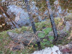 [P32] prin parc » foto by nela b
 - 
<span class="allrVoted glyphicon glyphicon-heart hidden" id="av1516847"></span>
<a class="m-l-10 hidden" id="sv1516847" onclick="voting_Foto_DelVot(,1516847,2009)" role="button">șterge vot <span class="glyphicon glyphicon-remove"></span></a>
<a id="v91516847" class=" c-red"  onclick="voting_Foto_SetVot(1516847)" role="button"><span class="glyphicon glyphicon-heart-empty"></span> <b>LIKE</b> = Votează poza</a> <img class="hidden"  id="f1516847W9" src="/imagini/loader.gif" border="0" /><span class="AjErrMes hidden" id="e1516847ErM"></span>