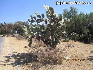 [P15] Zona aridă cu cactuşi uriaşi » foto by Vasile S
 - 
<span class="allrVoted glyphicon glyphicon-heart hidden" id="av539604"></span>
<a class="m-l-10 hidden" id="sv539604" onclick="voting_Foto_DelVot(,539604,2210)" role="button">șterge vot <span class="glyphicon glyphicon-remove"></span></a>
<a id="v9539604" class=" c-red"  onclick="voting_Foto_SetVot(539604)" role="button"><span class="glyphicon glyphicon-heart-empty"></span> <b>LIKE</b> = Votează poza</a> <img class="hidden"  id="f539604W9" src="/imagini/loader.gif" border="0" /><span class="AjErrMes hidden" id="e539604ErM"></span>