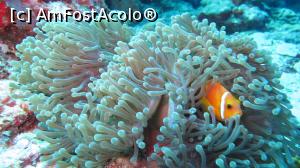 P11 [MAR-2014] Anemona fish