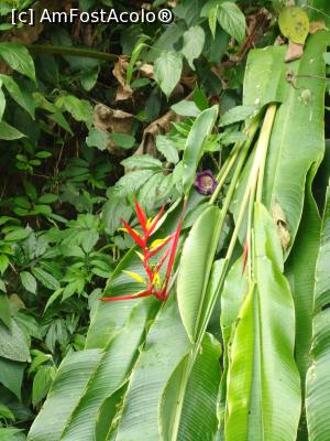 [P10] Inca Pony Tail, planta superba!  » foto by buterfly*
 - 
<span class="allrVoted glyphicon glyphicon-heart hidden" id="av826184"></span>
<a class="m-l-10 hidden" id="sv826184" onclick="voting_Foto_DelVot(,826184,2606)" role="button">șterge vot <span class="glyphicon glyphicon-remove"></span></a>
<a id="v9826184" class=" c-red"  onclick="voting_Foto_SetVot(826184)" role="button"><span class="glyphicon glyphicon-heart-empty"></span> <b>LIKE</b> = Votează poza</a> <img class="hidden"  id="f826184W9" src="/imagini/loader.gif" border="0" /><span class="AjErrMes hidden" id="e826184ErM"></span>