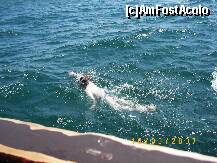 [P18] Snorkeling lângă corabia piraţilor undeva departe în larg pe timpul croazieri pe Marea Mediterană. » foto by bose
 - 
<span class="allrVoted glyphicon glyphicon-heart hidden" id="av216033"></span>
<a class="m-l-10 hidden" id="sv216033" onclick="voting_Foto_DelVot(,216033,2617)" role="button">șterge vot <span class="glyphicon glyphicon-remove"></span></a>
<a id="v9216033" class=" c-red"  onclick="voting_Foto_SetVot(216033)" role="button"><span class="glyphicon glyphicon-heart-empty"></span> <b>LIKE</b> = Votează poza</a> <img class="hidden"  id="f216033W9" src="/imagini/loader.gif" border="0" /><span class="AjErrMes hidden" id="e216033ErM"></span>