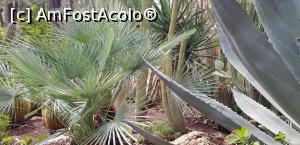 P15 [SEP-2019] Printre palmieri la Huerto del Cura