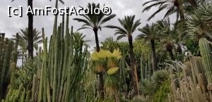 P19 [SEP-2019] Printre palmieri la Huerto del Cura