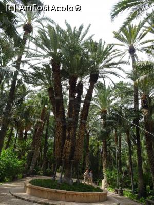 P02 [SEP-2019] Printre palmieri la Huerto del Cura - Palmierul Imperial