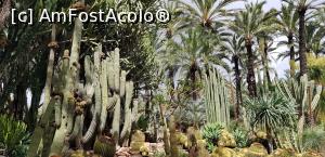 P27 [SEP-2019] Printre palmieri la Huerto del Cura