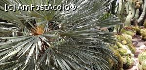 P31 [SEP-2019] Printre palmieri la Huerto del Cura