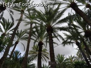 P49 [SEP-2019] Printre palmieri la Huerto del Cura