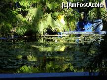 [P13] Jardin Majorelle » foto by LadyA
 - 
<span class="allrVoted glyphicon glyphicon-heart hidden" id="av204087"></span>
<a class="m-l-10 hidden" id="sv204087" onclick="voting_Foto_DelVot(,204087,2870)" role="button">șterge vot <span class="glyphicon glyphicon-remove"></span></a>
<a id="v9204087" class=" c-red"  onclick="voting_Foto_SetVot(204087)" role="button"><span class="glyphicon glyphicon-heart-empty"></span> <b>LIKE</b> = Votează poza</a> <img class="hidden"  id="f204087W9" src="/imagini/loader.gif" border="0" /><span class="AjErrMes hidden" id="e204087ErM"></span>