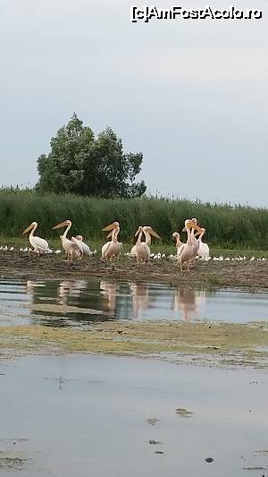 P11 [JUL-2015] excursie în Delta Dunării