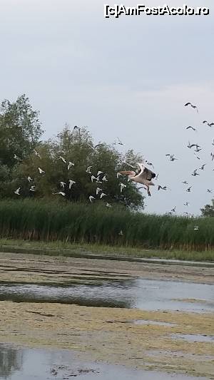 P12 [JUL-2015] excursie în Delta Dunării