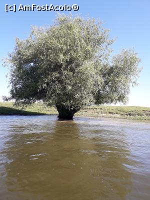 P02 [JUN-2018] Delta Dunării - salcie în apă